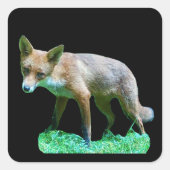 Red Fox Cub Vierkante Sticker (Voorkant)