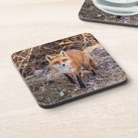 Red Fox dichtbij en persoonlijk Bier Onderzetter (Linkerzijde)