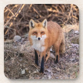 Red Fox dichtbij en persoonlijk Bier Onderzetter (Voorkant)