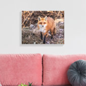 Red Fox dichtbij en persoonlijk Canvas Afdruk (Insitu (Woonkamer))