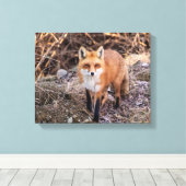 Red Fox dichtbij en persoonlijk Canvas Afdruk (Insitu (Houten vloer))