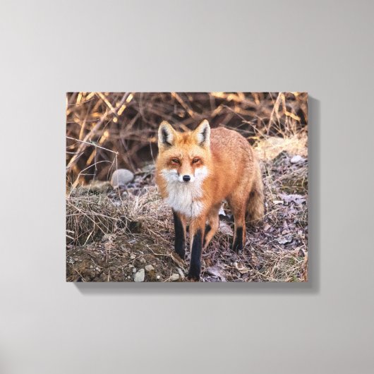Red Fox dichtbij en persoonlijk Canvas Afdruk (Voorkant)