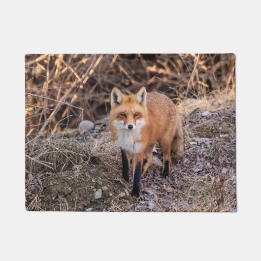Red Fox dichtbij en persoonlijk Deurmat (Voorkant)