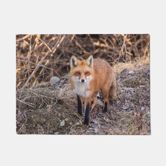Red Fox dichtbij en persoonlijk Deurmat (Voorkant)