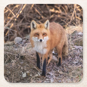 Red Fox dichtbij en persoonlijk Kartonnen Onderzetters