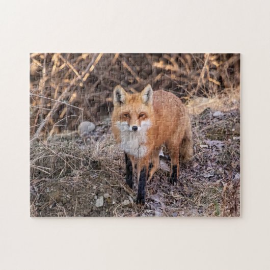 Red Fox dichtbij en persoonlijk Legpuzzel (Horizontaal)