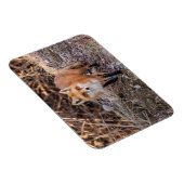 Red Fox dichtbij en persoonlijk Magneet (Rechterzijde)