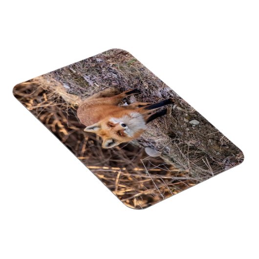Red Fox dichtbij en persoonlijk Magneet (Rechterzijde)