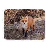 Red Fox dichtbij en persoonlijk Magneet (Horizontaal)