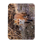 Red Fox dichtbij en persoonlijk Magneet (Verticaal)