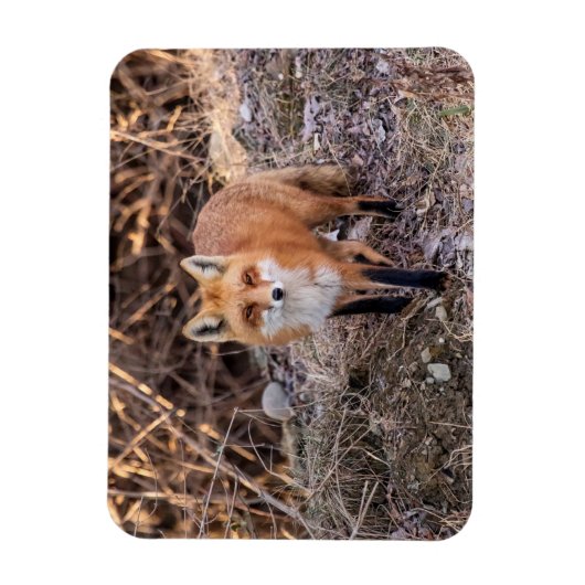 Red Fox dichtbij en persoonlijk Magneet (Verticaal)