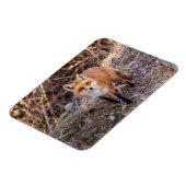 Red Fox dichtbij en persoonlijk Magneet (Linkerzijde)