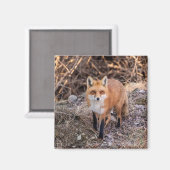 Red Fox dichtbij en persoonlijk Magneet (Voorkant / Achterkant)