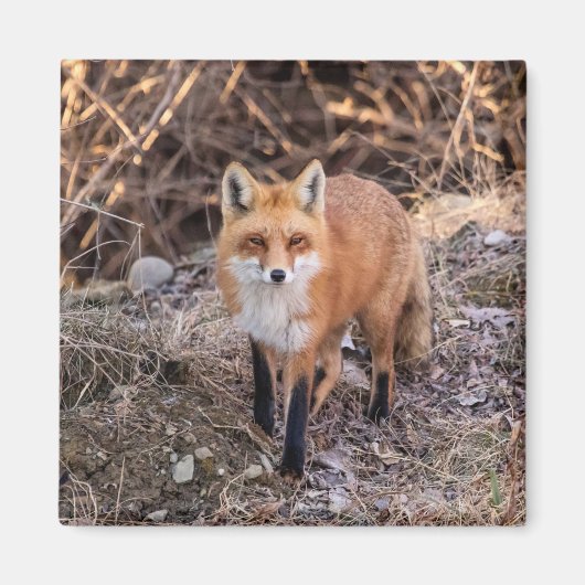 Red Fox dichtbij en persoonlijk Magneet (Voorkant)
