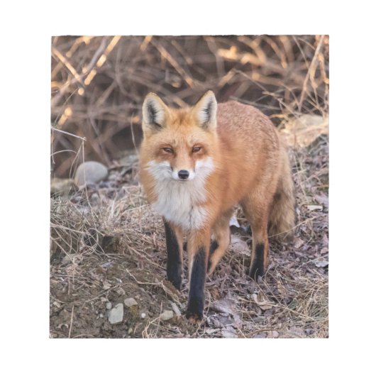Red Fox dichtbij en persoonlijk Notitieblok (Voorkant)