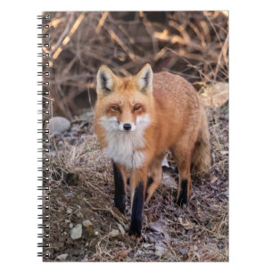 Red Fox dichtbij en persoonlijk Notitieboek