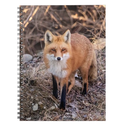 Red Fox dichtbij en persoonlijk Notitieboek (Voorkant)