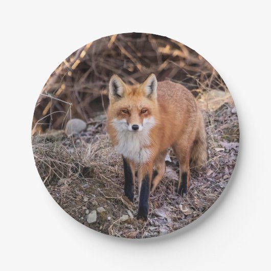 Red Fox dichtbij en persoonlijk Papieren Bordje (Voorkant)