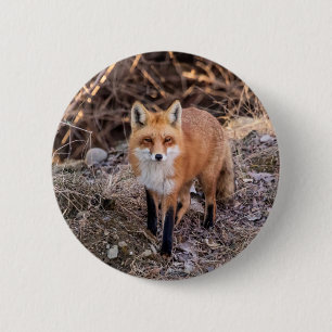 Red Fox dichtbij en persoonlijk Ronde Button 5,7 Cm