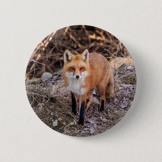 Red Fox dichtbij en persoonlijk Ronde Button 5,7 Cm (Voorkant)
