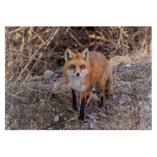 Red Fox dichtbij en persoonlijk Snijplank (Voorkant)
