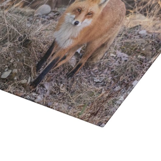 Red Fox dichtbij en persoonlijk Snijplank (Hoek)