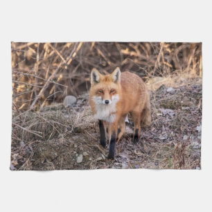 Red Fox dichtbij en persoonlijk Theedoek