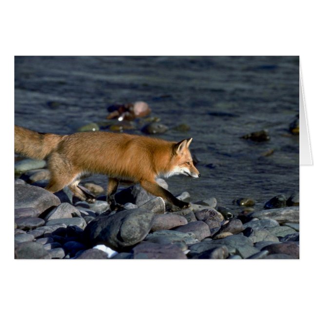 Red Fox die langs de rivier loopt (Voorkant Horizontaal)