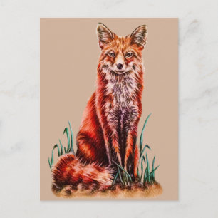 Red Fox Drawing Animal Kunstpotlood Schets Foxy Briefkaart