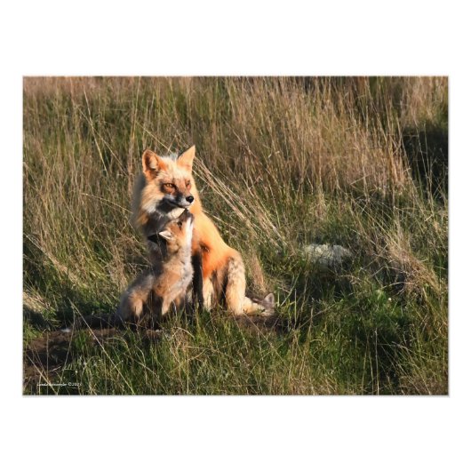 Red Fox en It's Kit Foto Afdruk (Voorkant)