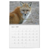 Red Fox entellers Kalender (Mar 2027)