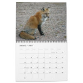 Red Fox entellers Kalender (Jan 2027)