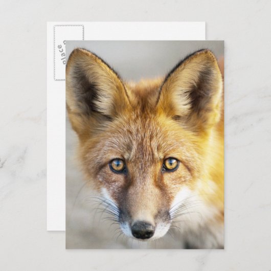 Red Fox Face, close-up Briefkaart (Voorkant / Achterkant)