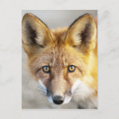 Red Fox Face, close-up Briefkaart (Voorkant)