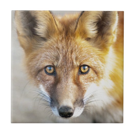 Red Fox Face, close-up Tegeltje (Voorkant)