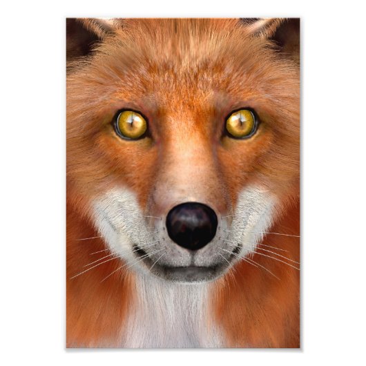Red Fox Foto Afdruk (Voorkant)