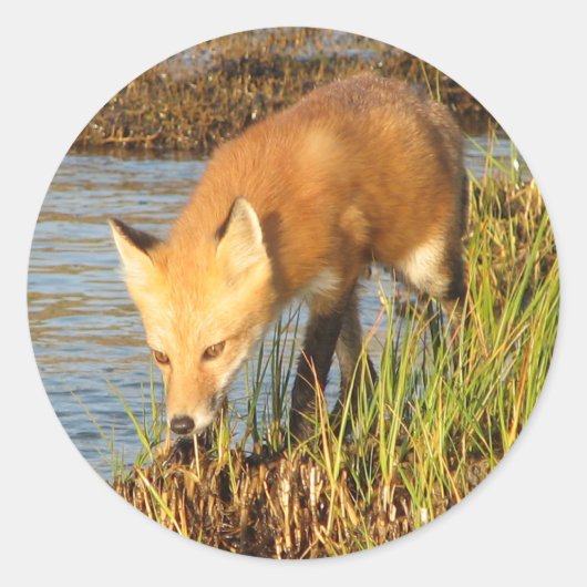 Red Fox-foto Ronde Sticker (Voorkant)