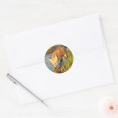Red Fox-foto Ronde Sticker (Envelop)