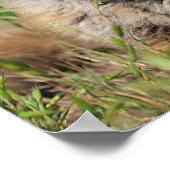 Red Fox  full rez, door Angel Cher Poster (Hoek)