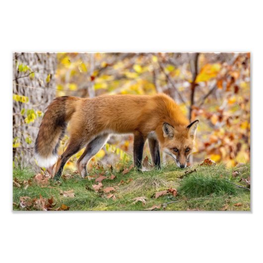Red Fox geeft de look Foto Afdruk (Voorkant)