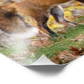 Red Fox geeft de look Foto Afdruk (Hoek)