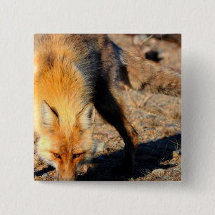 Red Fox Habitat Square Pin Vierkante Button 5,1 Cm