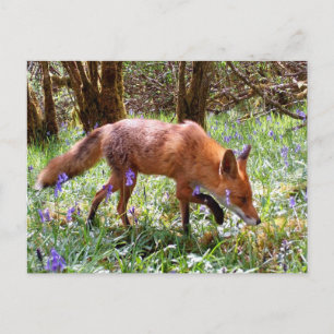 Red Fox in de Bluebells Feestdagenkaart