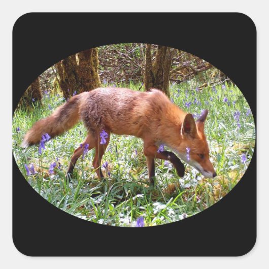 Red Fox in de Bluebells Vierkante Sticker (Voorkant)