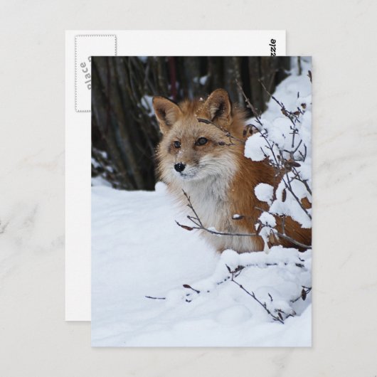 Red Fox in de sneeuw Briefkaart (Voorkant / Achterkant)