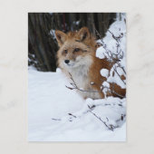 Red Fox in de sneeuw Briefkaart (Voorkant)