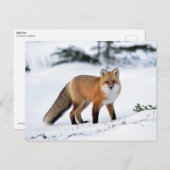 Red Fox in de sneeuw Briefkaart (Voorkant / Achterkant)
