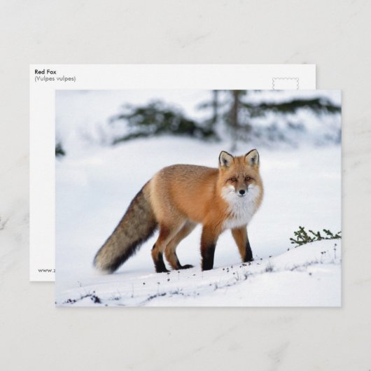 Red Fox in de sneeuw Briefkaart (Voorkant / Achterkant)