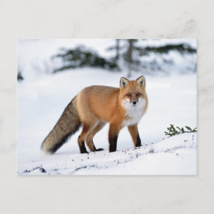 Red Fox in de sneeuw Briefkaart