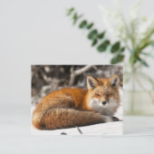 Red Fox in de sneeuw Briefkaart (Staand voorkant)